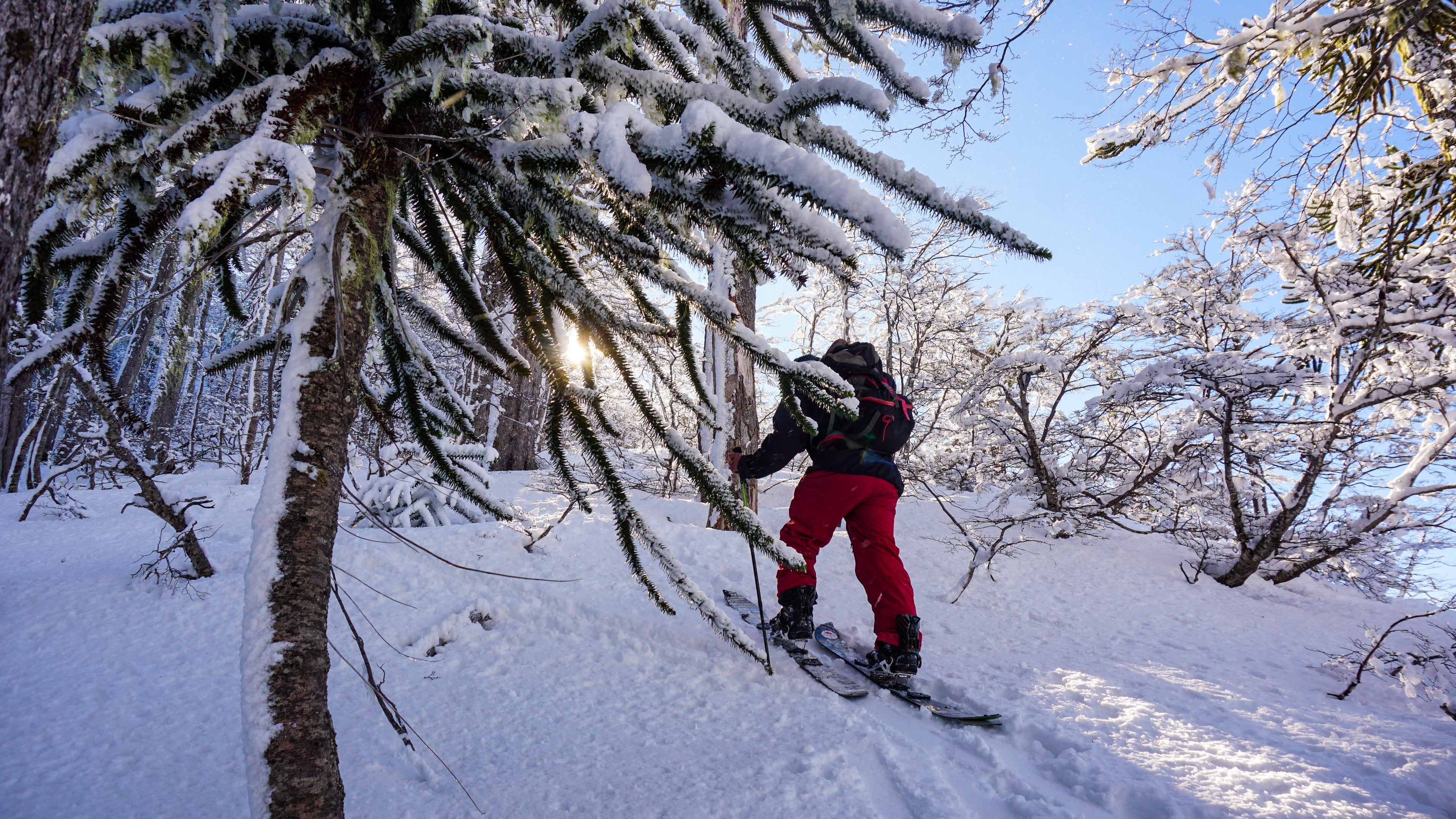 Cera Bee Power Wax (Nieve fria -4°C a -6°C)